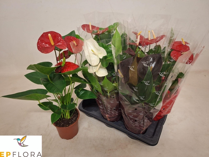 <h4>ANTHU AN GEM 3 KL</h4>