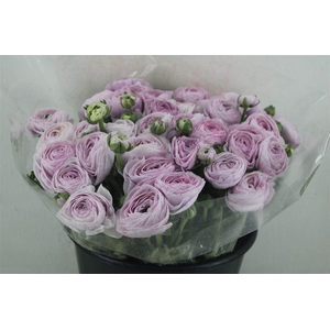 Ran Cloni Sup Nebbia