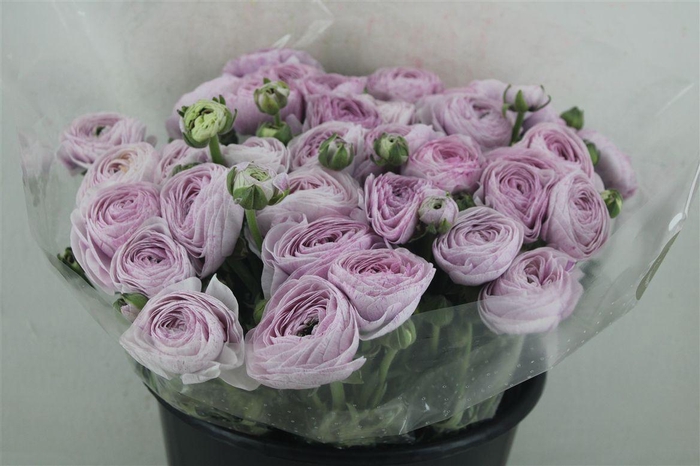 <h4>Ran Cloni Sup Nebbia</h4>