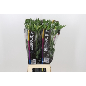 Alstroemeria Elegance
