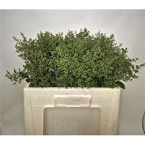 Ligustrum Ov Libelle Green