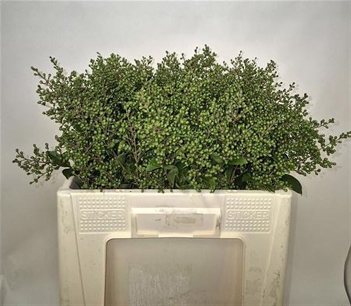 <h4>Ligustrum Ov Libelle Green</h4>