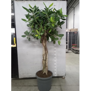 Ficus benghalensis 'Audrey'