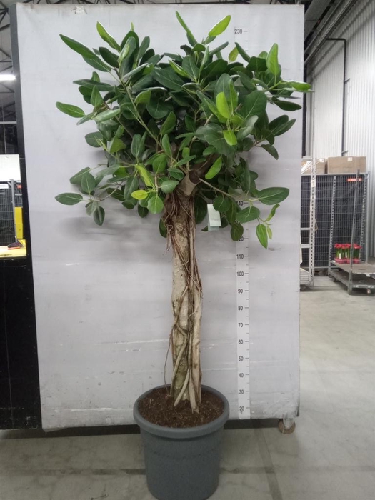<h4>Ficus benghalensis 'Audrey'</h4>