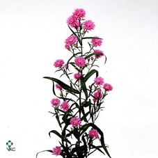 <h4>Aster Astee Karmijn</h4>