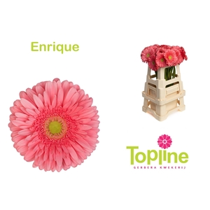 Gerbera Enrique