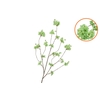 Silk Cherry Blossom Green 126cm