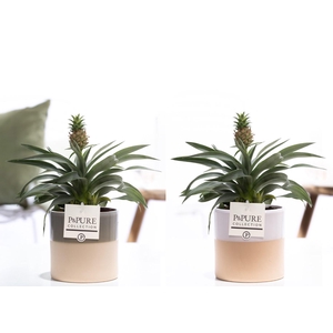 Ananas Rosita in P&PURE Tess 2 ceramics ass. 2