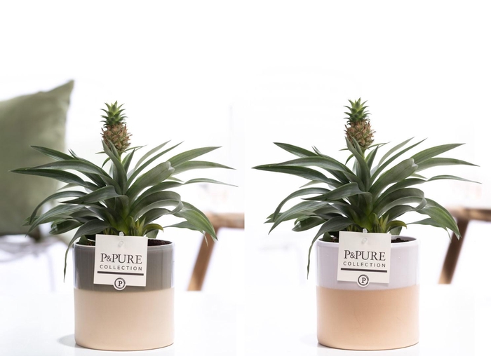 <h4>Ananas Rosita in P&PURE Tess ceramics ass. 2</h4>