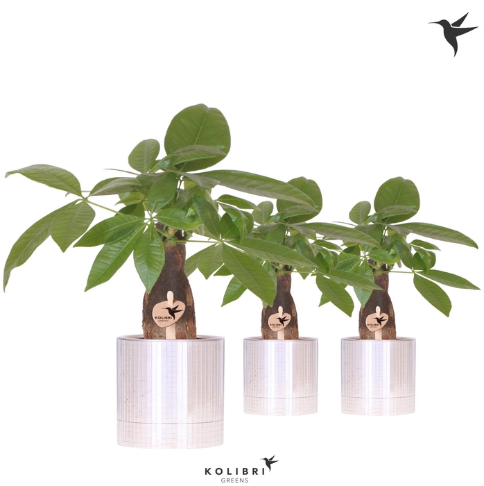 <h4>Kolibri Greens Pachira in Disco pot</h4>