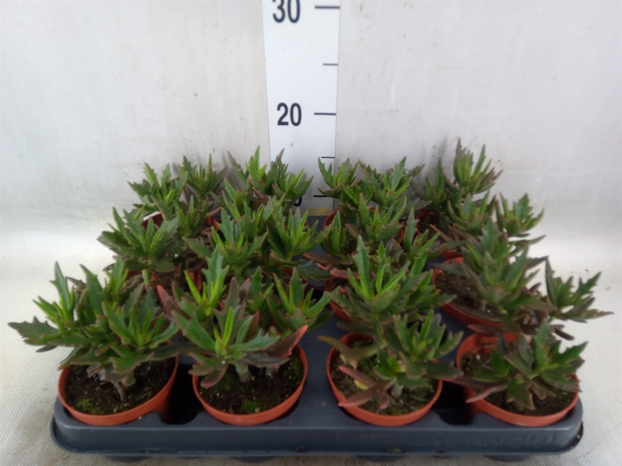 <h4>Succulents   ...</h4>