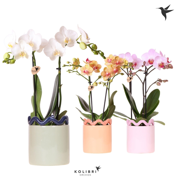 <h4>Kolibri Orchids Phalaenopsis mix 2 spike in Funky pot mix</h4>