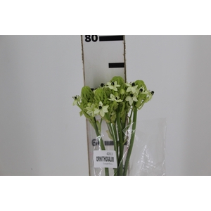 ORNITHOGALUM SAUNDERSIAE 070 CM