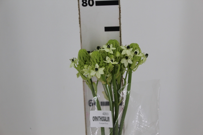ORNITHOGALUM SAUNDERSIAE 070 CM