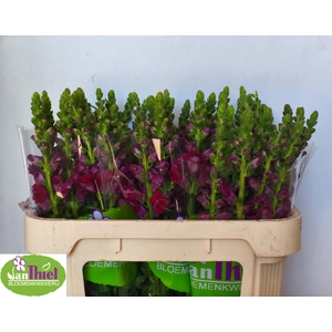 ANTIR AVIGNON DA RED