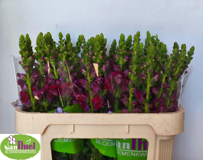 <h4>ANTIR AVIGNON DA RED</h4>