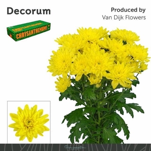 CHR T BALTICA YELLOW