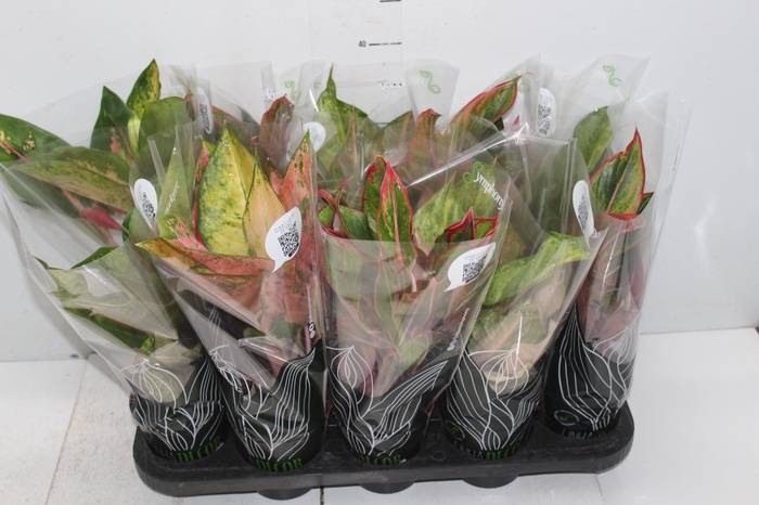 <h4>AGLAONEMA VARIADA P12 PREMIUM</h4>