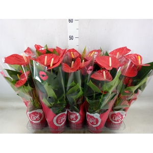 Anthurium andr. 'Minnesota'