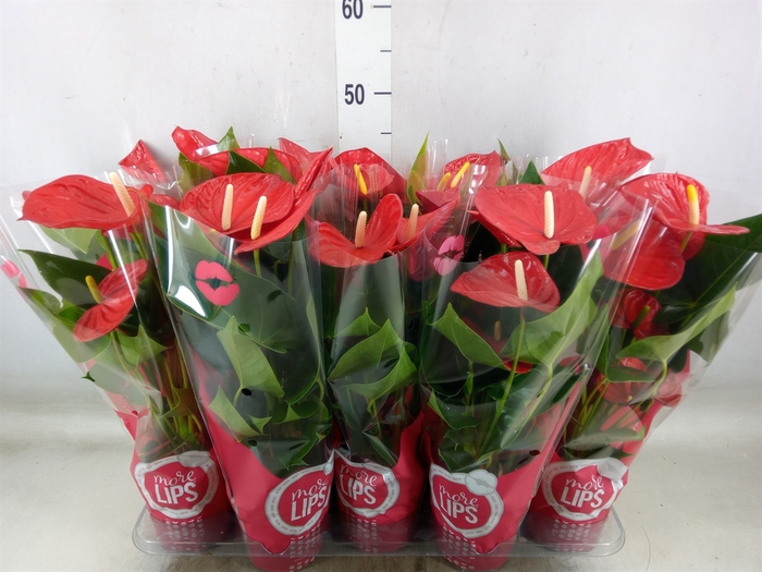 <h4>Anthurium andr. 'Minnesota'</h4>