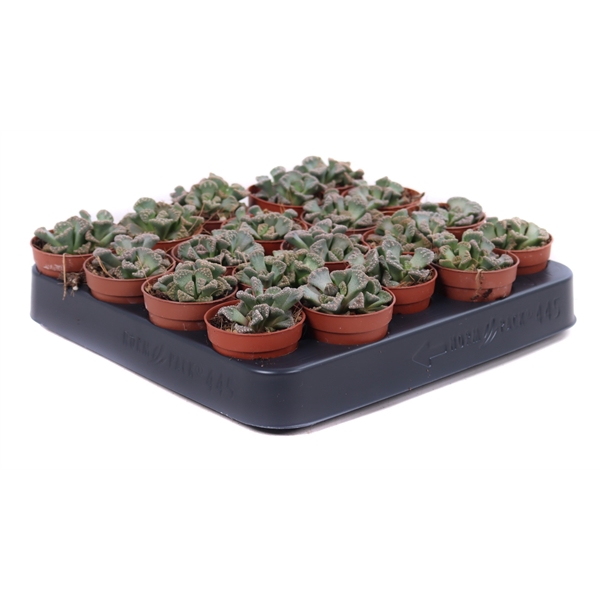 <h4>Titanopsis calcarea 5,5 cm</h4>