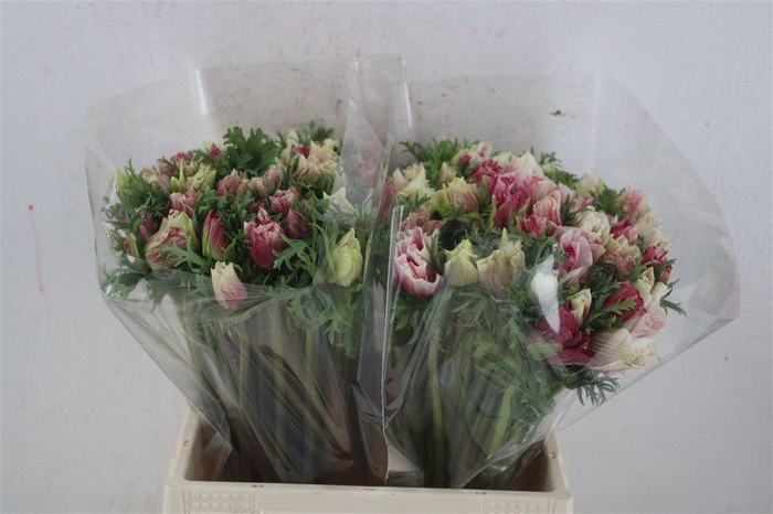 <h4>Anem Mistral Tigre</h4>