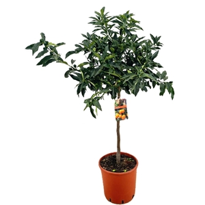 Citrus kumquat