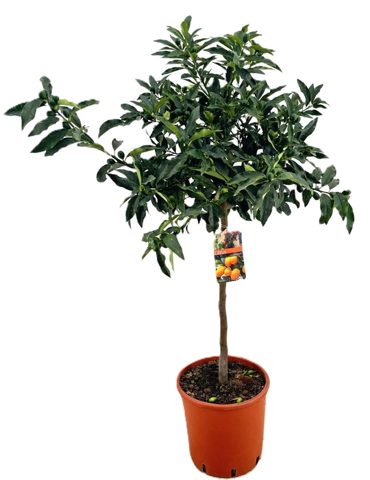 <h4>Citrus kumquat</h4>