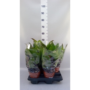 Aechmea tayoensis