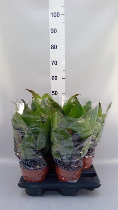 <h4>Aechmea tayoensis</h4>