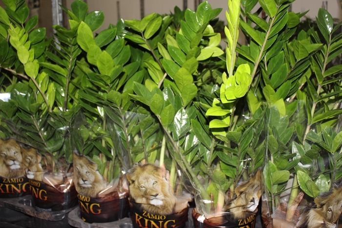 <h4>ZAMIOCULCAS P17</h4>