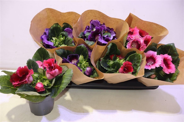 <h4>arr8 Sinn Gem</h4>