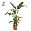 Strelitzia Nicolai