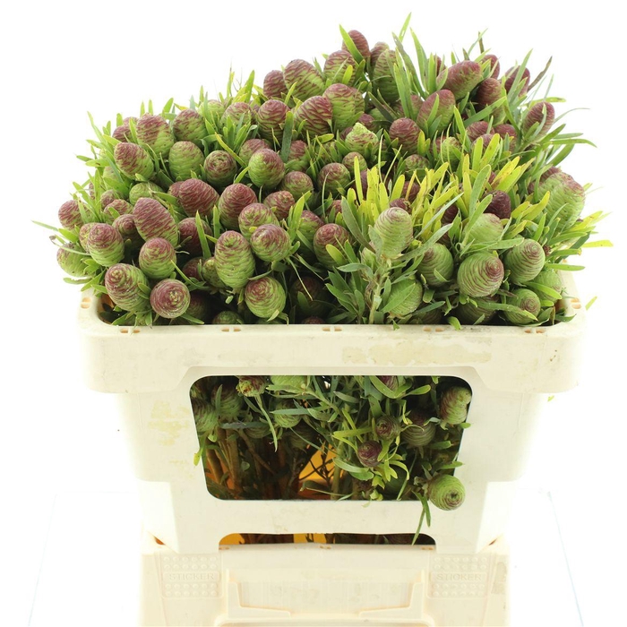 <h4>Leucad Strictum</h4>