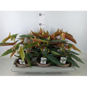 Begonia BD mac. 'Wightii'