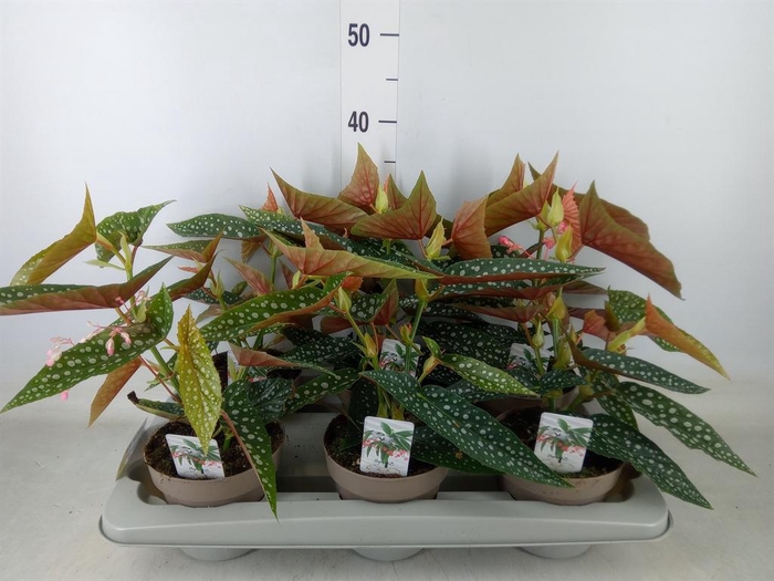 <h4>Begonia BD mac. 'Wightii'</h4>