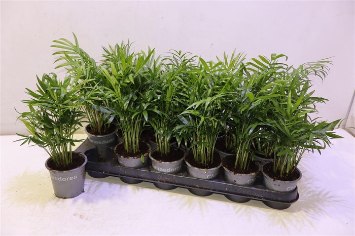 <h4>arr8 Chamaed Elegans</h4>