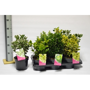 Euonymus mix