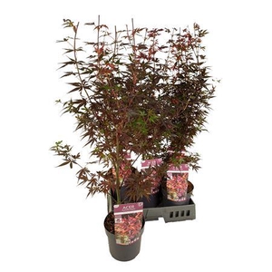 Acer Pa Skeet Broom