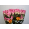 R GR SWEET ESCIMO Welyflor