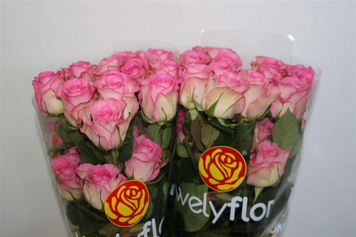 R GR SWEET ESCIMO Welyflor