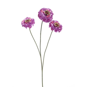Zinnia elegans spray purple 60cm