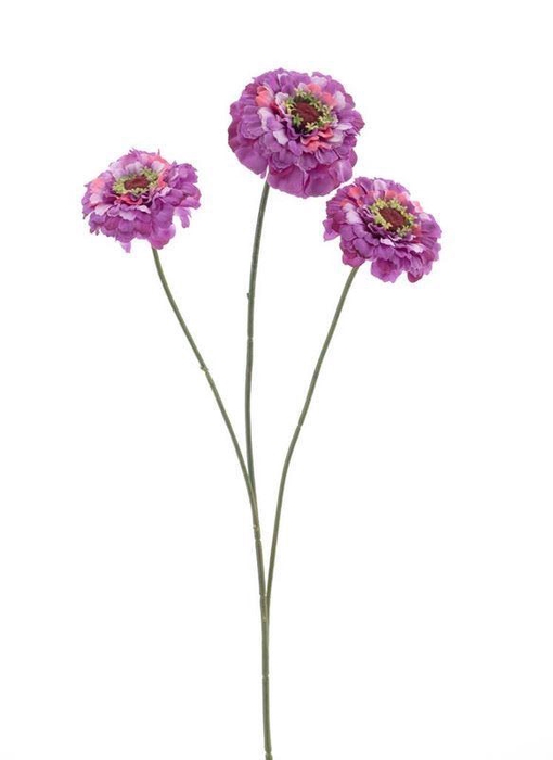 <h4>Zinnia elegans spray purple 60cm</h4>