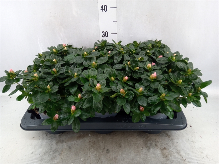 <h4>Rhododendron sim. 'Vogel Luntera'</h4>