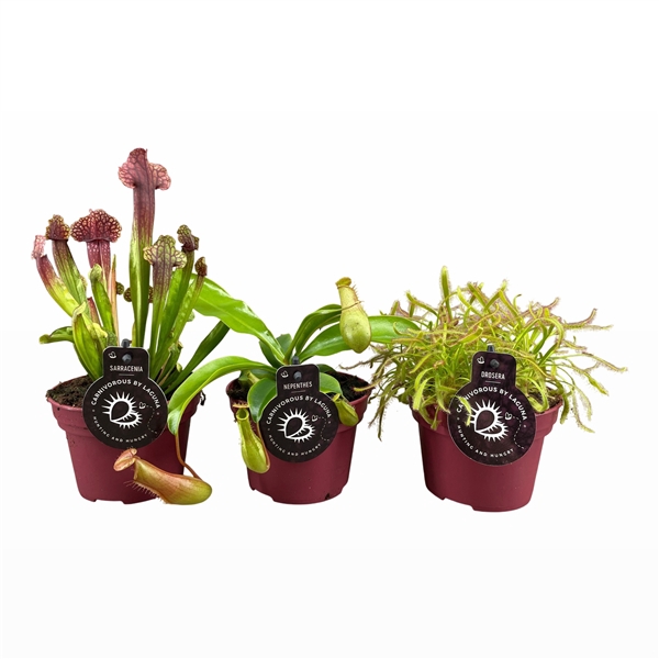 <h4>Vleesetende planten mix | 2 Nepenthes, 2 Sarracenia, 2 Drosera Capensis</h4>