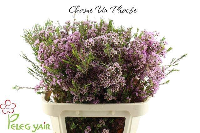 <h4>CHAME UN PHOEBE</h4>