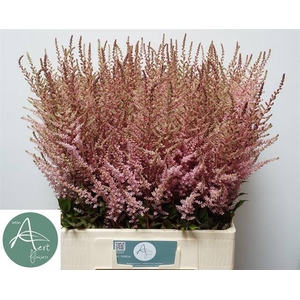 Astilbe Erika Aert