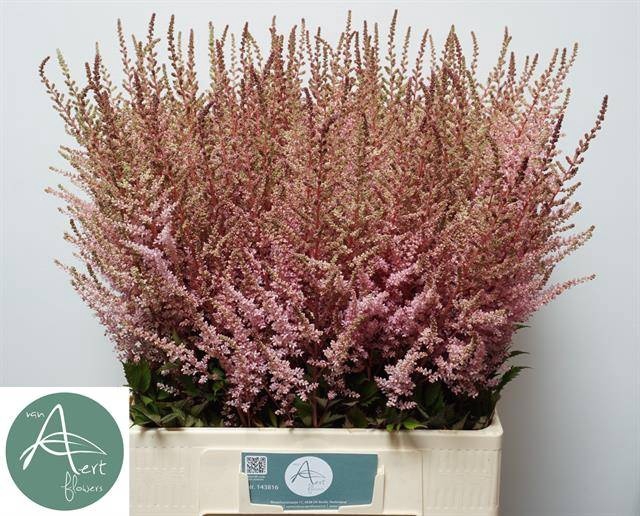 <h4>Astilbe Erika Aert</h4>