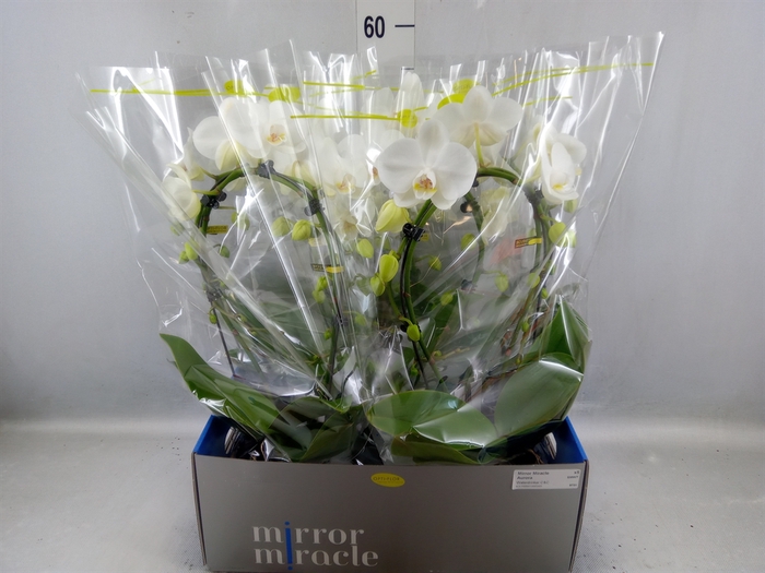 <h4>Phalaenopsis   ...white</h4>