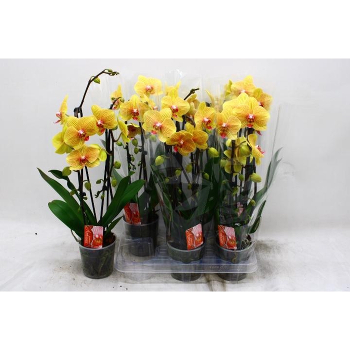 <h4>PHAL EL CASCADE</h4>